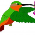 Мультяшная колибри и цветы - картинка №12231