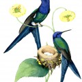 Пара колибри у гнезда - картинка №7510