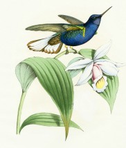 Синяя колибри и белый цветочек - картинка					№11403