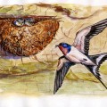 Ласточка кормит птенцов в гнезде - картинка №10712