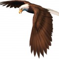 Красивый орел в полете делает разворот - картинка №10363