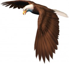 Красивый орел в полете делает разворот - картинка					№10363