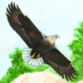Орел белохвост на фоне зелени - картинка №8673