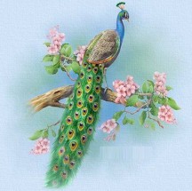 Павлин на ветке цветущего дерева - картинка					№10490