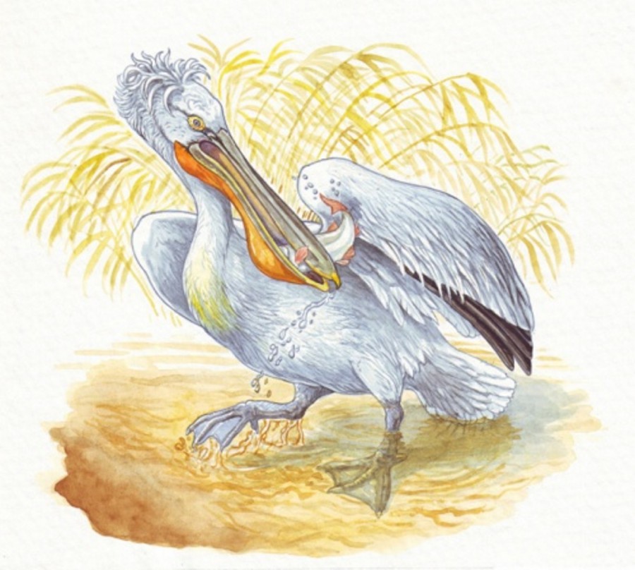 Пеликан ест рыбу в камышах - картинка №13508
