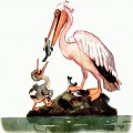 Пеликан кормит птенца рыбой - картинка №10714