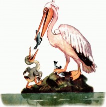 Пеликан кормит птенца рыбой - картинка					№10714