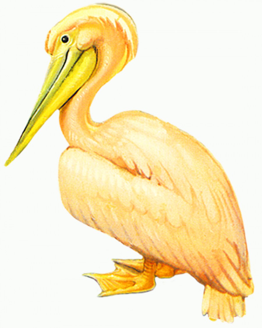 Пеликан с золотистым отливом - картинка №11186