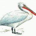 Пеликан с красным клювом - картинка №8694