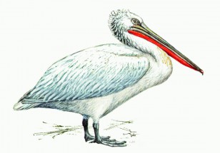 Пеликан с красным клювом - картинка					№8694