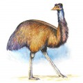 Мохнатый коричневый страус - картинка №10306