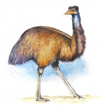 Мохнатый коричневый страус - картинка					№10306