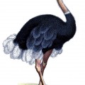 Настоящий страус - картинка №12771