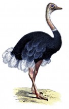 Настоящий страус - картинка					№12771