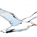 Летящая чайка - картинка №6386