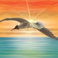 Чайка на фоне морского заката - картинка №10623