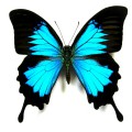 Бирюзовая бабочка - картинка №6401