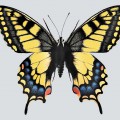 Большая бабочка - картинка №13600