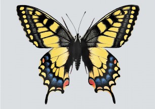 Большая бабочка - картинка					№13600
