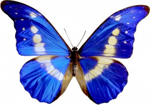 Картинка с бабочкой - картинка					№12570