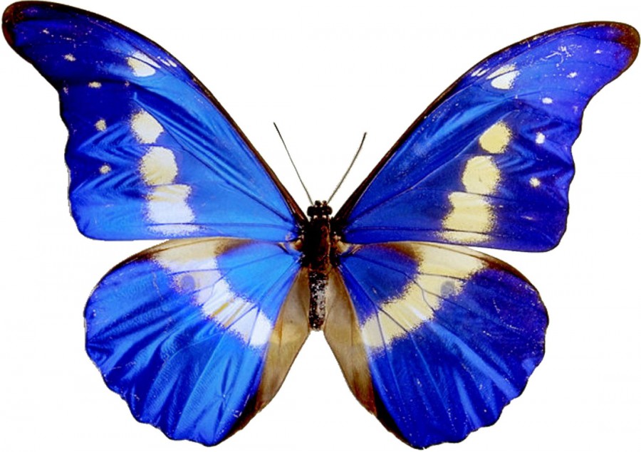 Картинка с бабочкой - картинка №12570