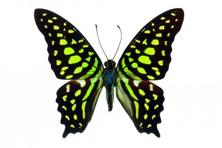 Красивая бабочка - картинка					№14073