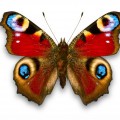 Обычная бабочка махаон - картинка №12408