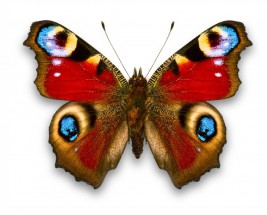 Обычная бабочка махаон - картинка					№12408