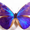 Очень красивая бабочка - картинка №11382