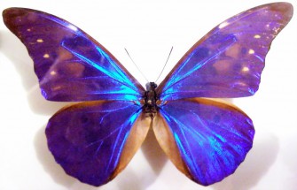 Очень красивая бабочка - картинка					№11382