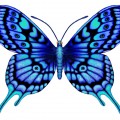 Ярко синяя бабочка - картинка №14278