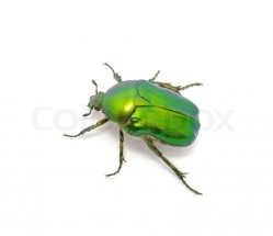Зеленый жук - картинка					№13288
