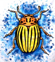 Колорадский жук - картинка					№12809