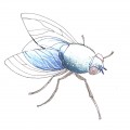 Голубая муха - картинка №6504