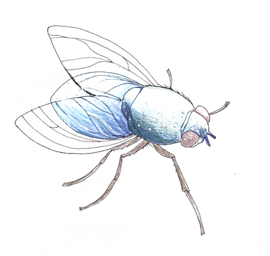 Голубая муха - картинка №6504