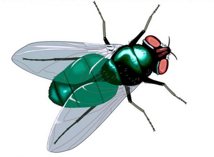 Зеленая муха - картинка №9866