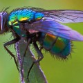 Красивая изумрудная муха - картинка №9787
