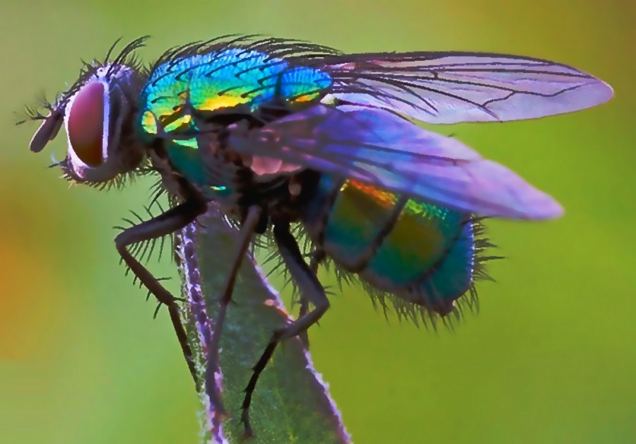 Красивая изумрудная муха - картинка №9787