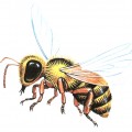 Обычная пчела - картинка №9795