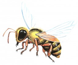 Обычная пчела - картинка					№9795