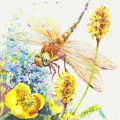 Стрекоза и желтые цветы - картинка №11021