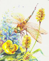 Стрекоза и желтые цветы - картинка					№11021