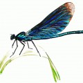 Шикарная стрекоза синего цвета - картинка №11516