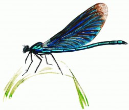 Шикарная стрекоза синего цвета - картинка					№11516