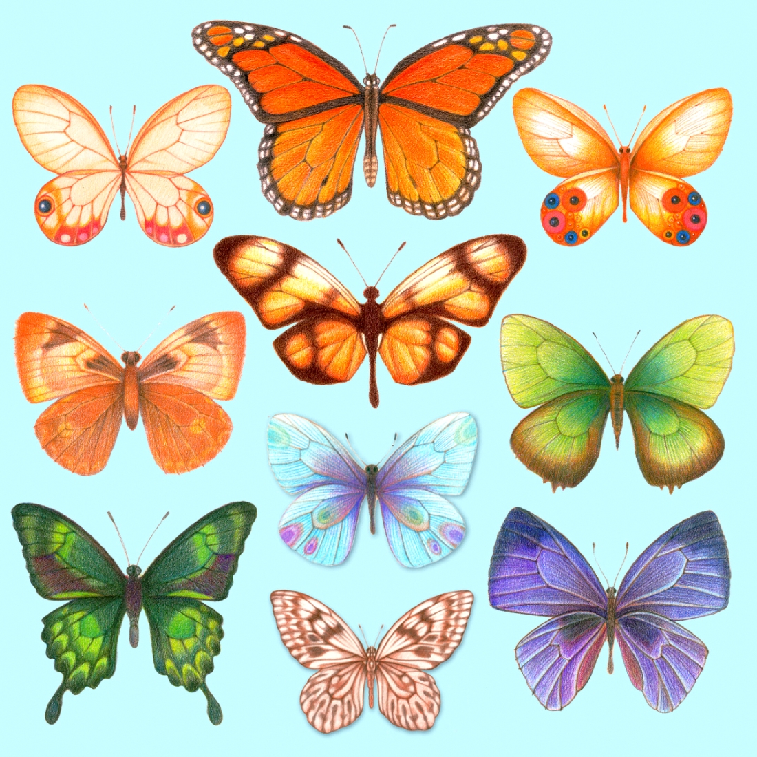Много бабочек на одной картинке