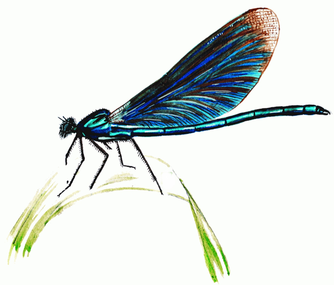 М м пришвин рассказ голубая стрекоза. Голубая Стрекоза Пришвина. Иллюстрации к рассказу Пришвина голубая Стрекоза. Стрекоза Calopteryx Virgo.