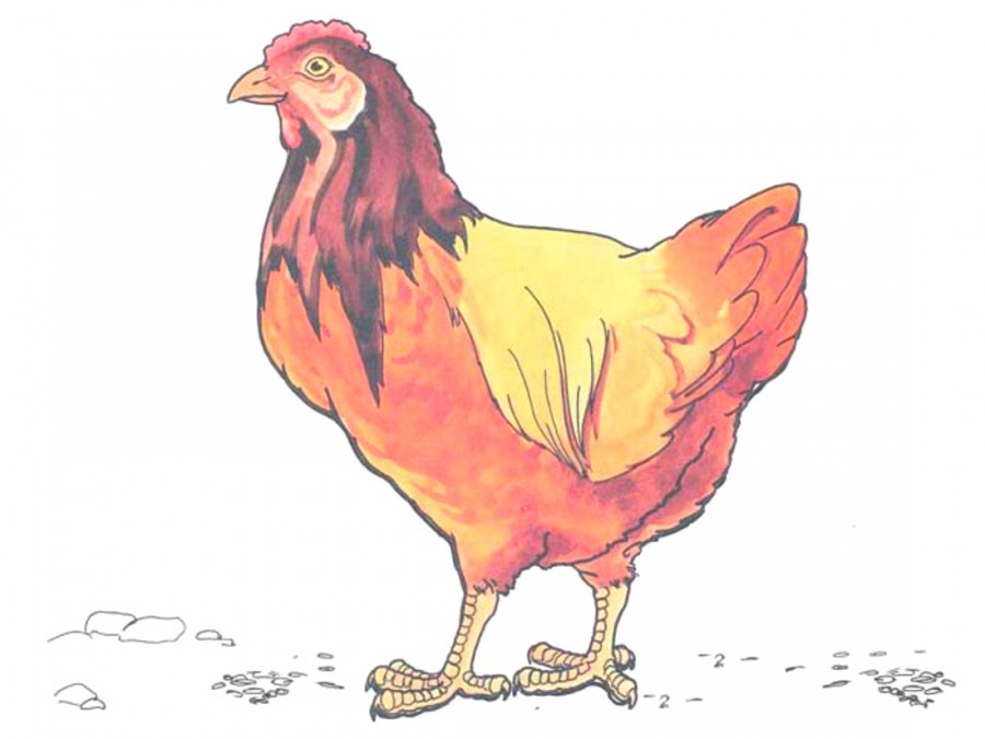 Коричневая курица - картинка №9468