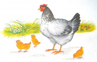 Курица с цыплятами - картинка					№10695