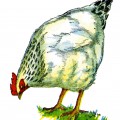 Обычная белая курица - картинка №12119