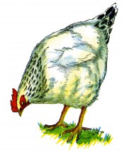 Обычная белая курица - картинка					№12119